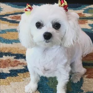 Meet your Posher, Carol